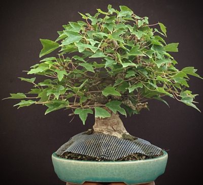 Shohin Érable de Burger