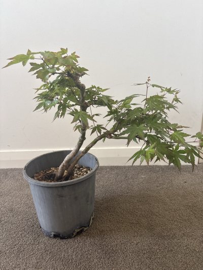 Mother and Daughter Maple