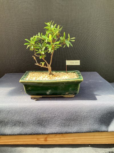 Azalée Kinsai 2019