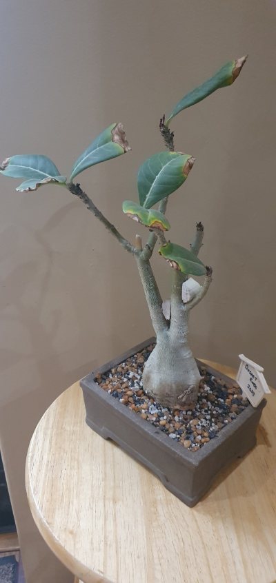 Desert Rose ma