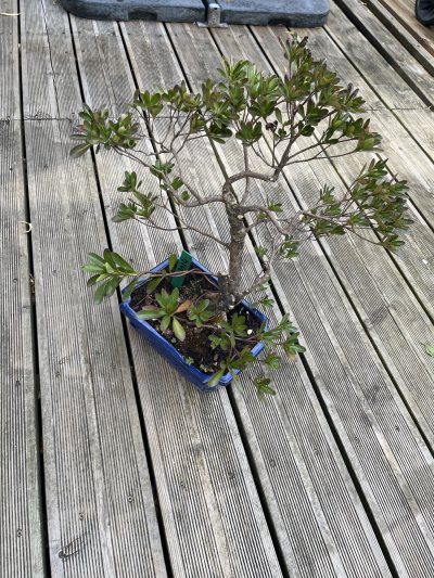 Azaléa japonica