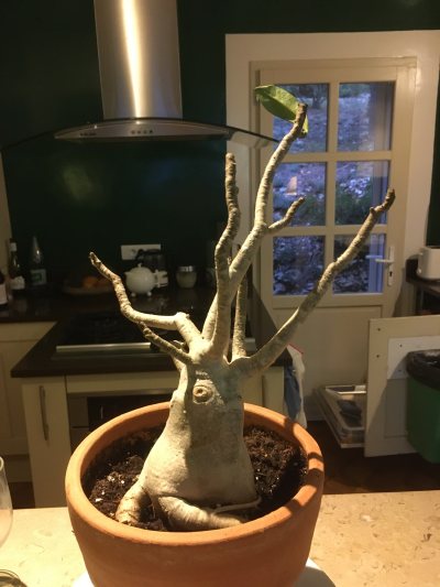 Baobab 1