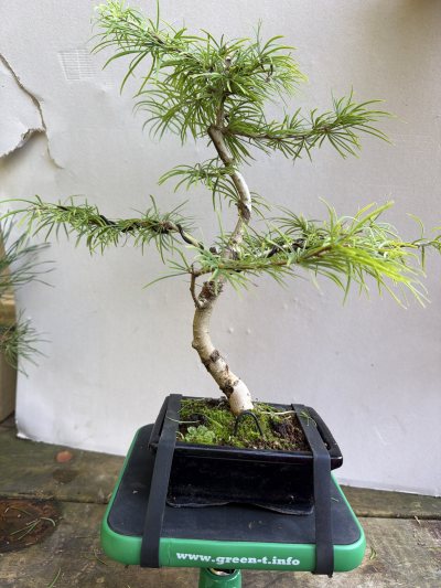 Larix