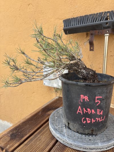 Pino villetta Barrea 2