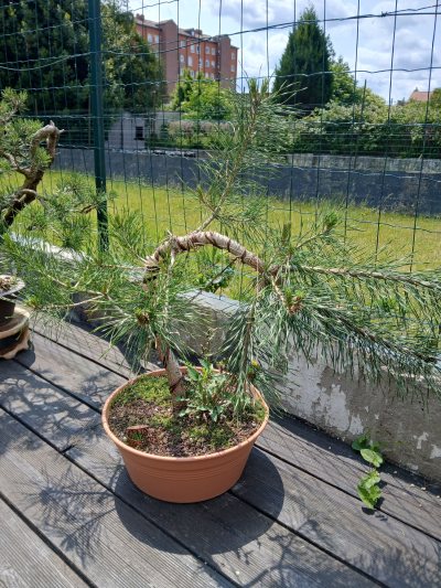 Pin Sylvestre #2