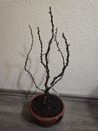 Mandelbäumchen 001