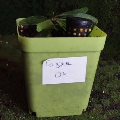 Дереза обыкновенная, или Годжа 04