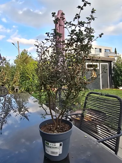 Schnurbaum