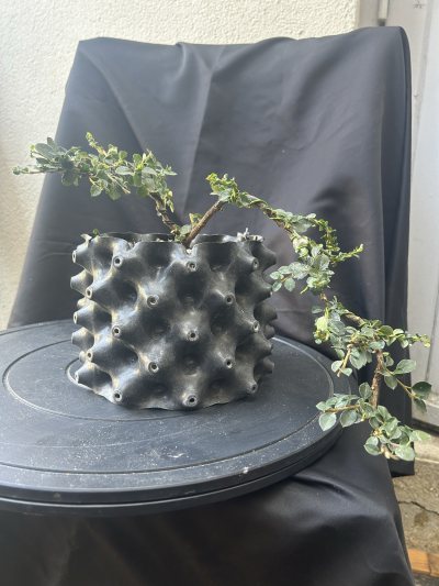 Cotoneaster