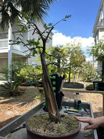 bald cypress bowled over