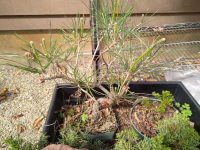 Japanese Black Pine, squashed