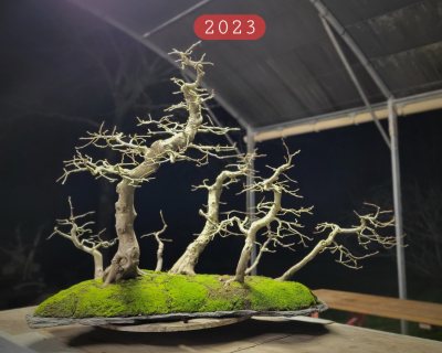 Carpinus #1