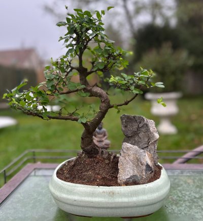 Orme de Chine