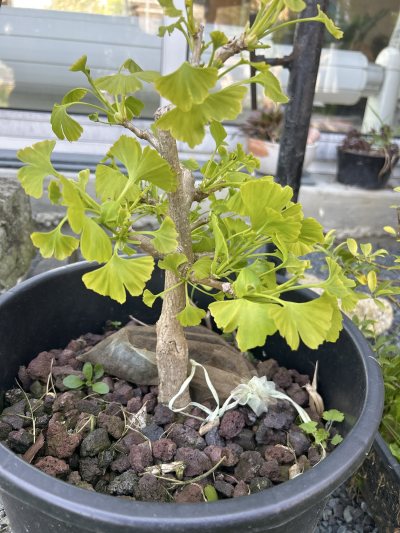 Gingko 2