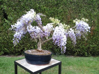 Glycine de chine