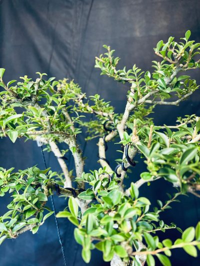Ligustrum