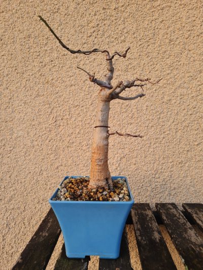 Baobab
