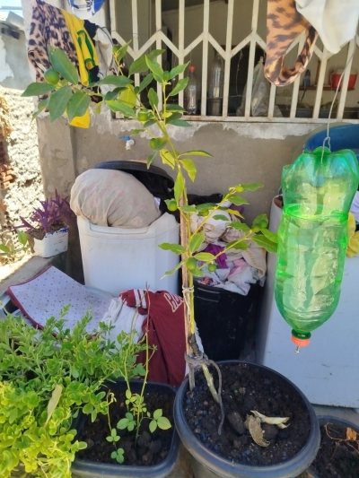 Laranja kinkan