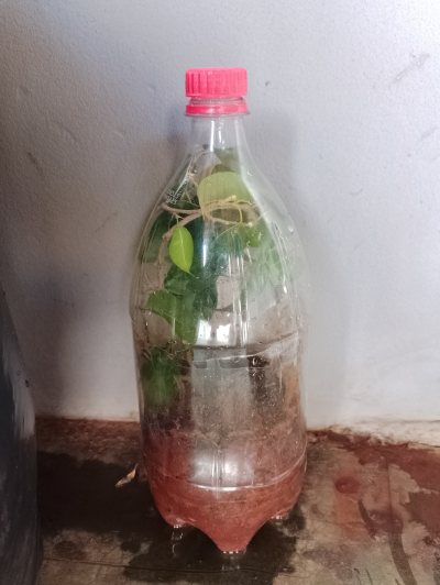 Ficus Benjamina 2