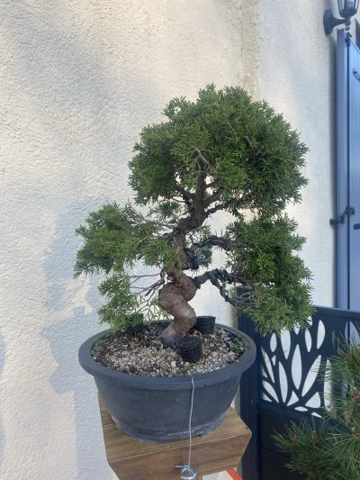 Juniperus
