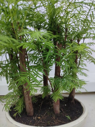 Metasequoïas forêt