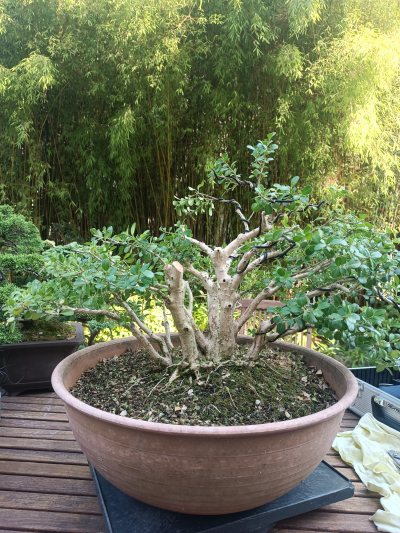 Buxus sempervirens rotundifolia