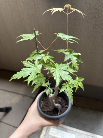 もみたん