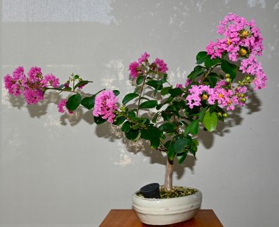 LILAS