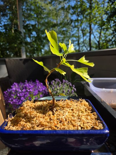 Ginkgo #2