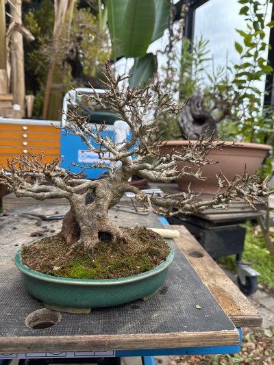 Dreispitzahorn Shohin