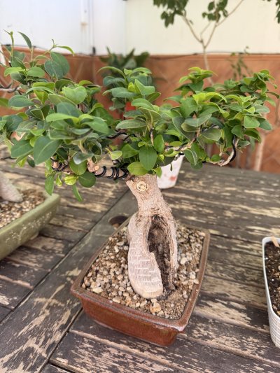 Ficus grande