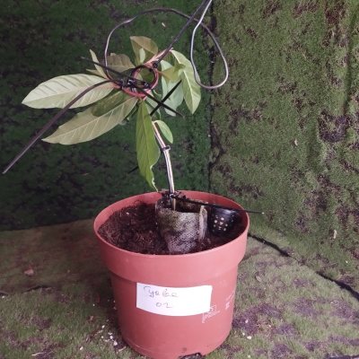 Гуава, или Гуайява 🌳 ГуО02 ≈○⌂
