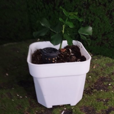 Шотия коротколепестковая 🌳 04 ≈○⌂