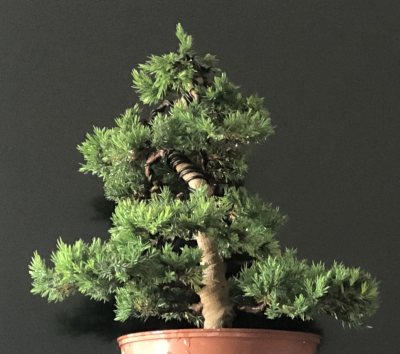 Chinensis Chokkan