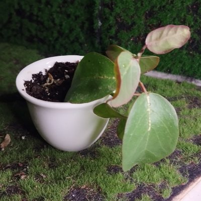 Каперсы колючие 🌳 Кап01 ~○△