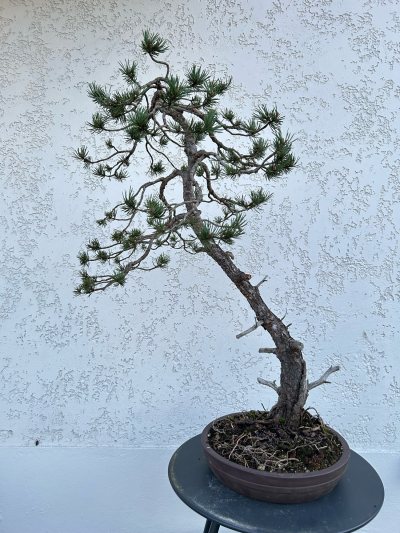 Pin sylvestre