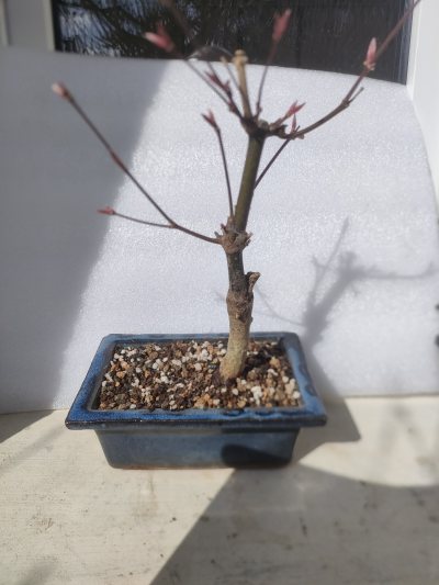 Érable du Japon pourpre