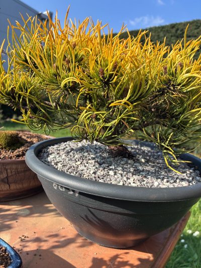 Pinus mugo “Carsten’s wintergold”