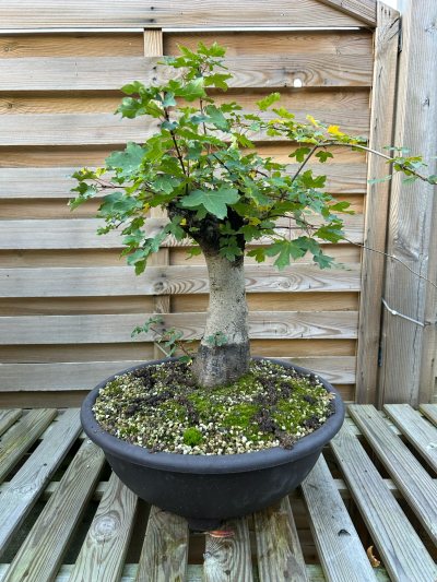Erable Champêtre