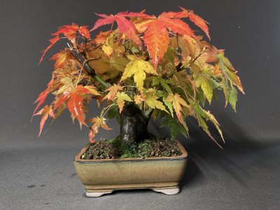Shohin Erable Palmatum
