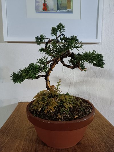 Juniperus chinensis