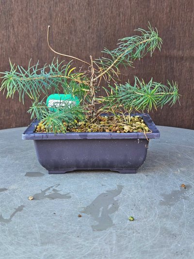 Larix Decidua