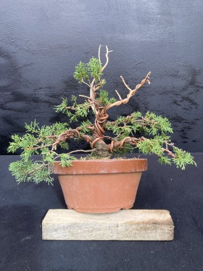 Shohin genévrier itoigawa