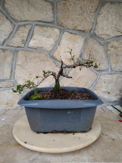Nitida Marcel