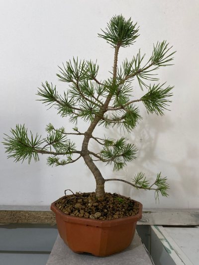 Pin sylvestre