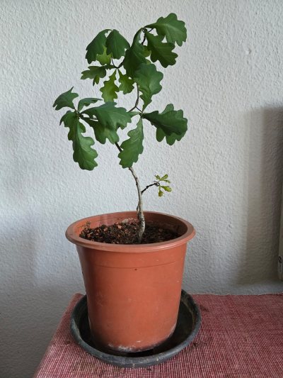 Eiche Stiel 005