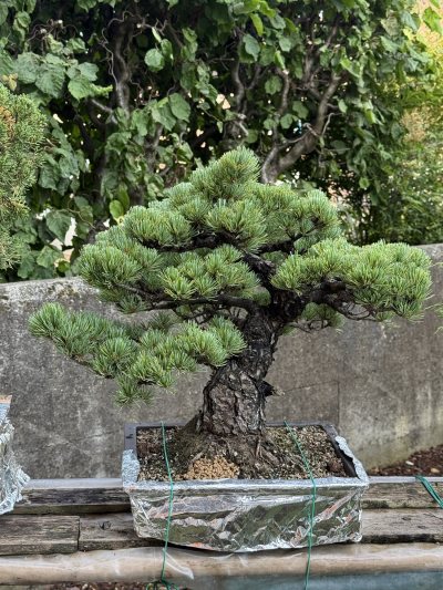 Pino Pentaphylla