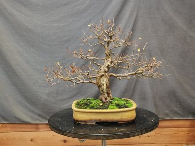 Maurus alba