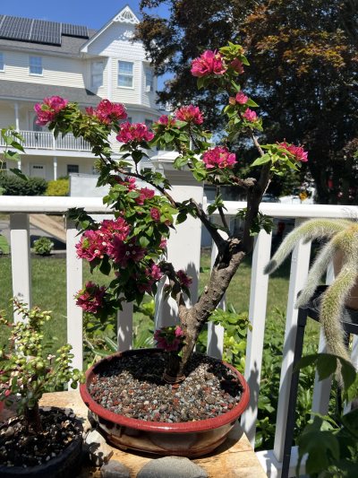 Bougainvillea - pink pixie