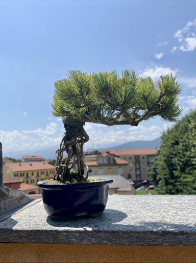 Pino bianco giapponese small